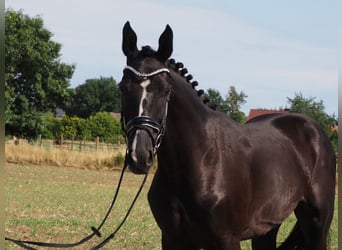 Oldenburger, Wallach, 2 Jahre, 168 cm, Rappe