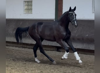 Oldenburger, Wallach, 2 Jahre, 168 cm, Rappe