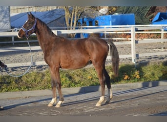 Oldenburger, Wallach, 2 Jahre, 168 cm, Rotbrauner