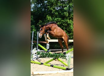 Oldenburger, Wallach, 2 Jahre, 168 cm, Rotbrauner