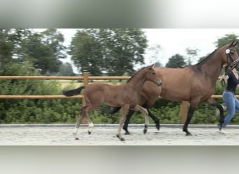 Oldenburger, Wallach, 2 Jahre, 170 cm, Dunkelbrauner