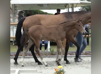 Oldenburger, Wallach, 2 Jahre, 170 cm, Dunkelbrauner