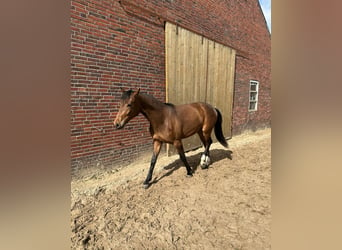 Oldenburger, Wallach, 2 Jahre, 170 cm, Dunkelbrauner