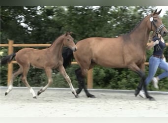 Oldenburger, Wallach, 2 Jahre, 170 cm, Dunkelbrauner