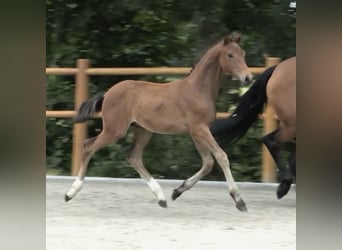 Oldenburger, Wallach, 2 Jahre, 170 cm, Dunkelbrauner