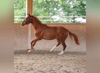 Oldenburger, Wallach, 2 Jahre, 170 cm, Fuchs