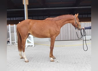 Oldenburger, Wallach, 2 Jahre, 170 cm, Fuchs