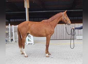 Oldenburger, Wallach, 2 Jahre, 170 cm, Fuchs