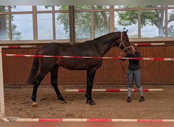 Oldenburger, Wallach, 2 Jahre, 171 cm, Dunkelbrauner