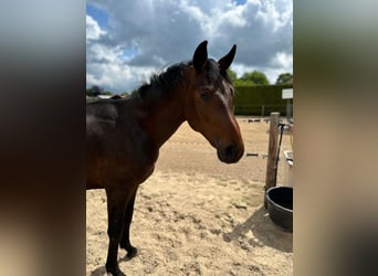 Oldenburger, Wallach, 2 Jahre, 172 cm, Dunkelbrauner