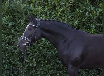 Oldenburger, Wallach, 2 Jahre, 172 cm, Rappe