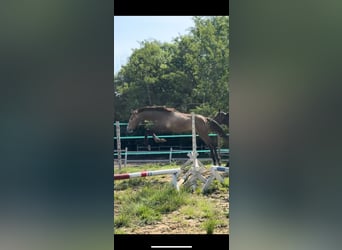 Oldenburger, Wallach, 2 Jahre, 173 cm, Schimmel