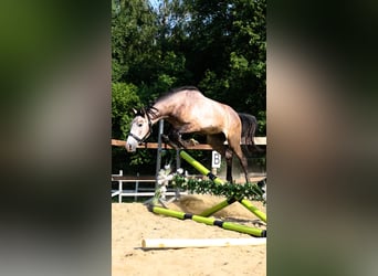 Oldenburger, Wallach, 2 Jahre, 173 cm, Schimmel