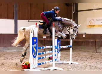 Oldenburger, Wallach, 2 Jahre, 173 cm, Schimmel