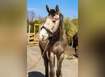 Oldenburger, Wallach, 2 Jahre, 173 cm, Schimmel