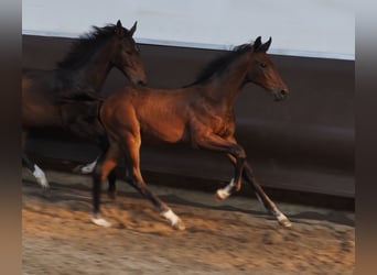 Oldenburger, Wallach, 2 Jahre, 175 cm, Brauner