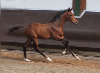 Oldenburger, Wallach, 2 Jahre, 175 cm, Brauner