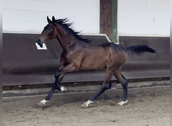 Oldenburger, Wallach, 2 Jahre, 175 cm, Brauner