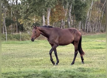 Oldenburger, Wallach, 2 Jahre, 175 cm, Dunkelbrauner