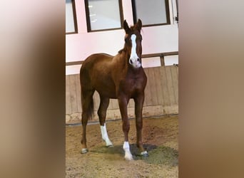 Oldenburger, Wallach, 2 Jahre, 175 cm, Fuchs