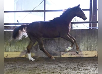 Oldenburger, Wallach, 2 Jahre, 175 cm, Fuchs