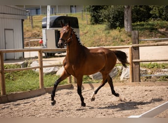 Oldenburger, Wallach, 2 Jahre, Brauner