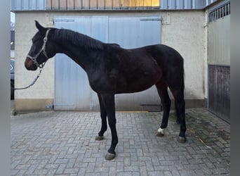 Oldenburger, Wallach, 2 Jahre, Dunkelbrauner