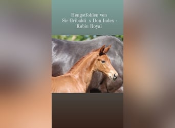 Oldenburger, Wallach, 2 Jahre, Fuchs