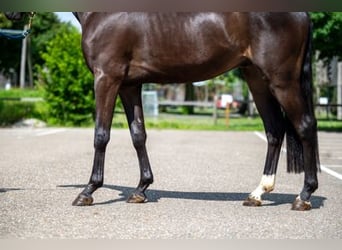 Oldenburger, Wallach, 3 Jahre, 160 cm, Brauner