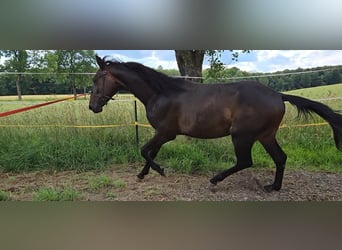 Oldenburger, Wallach, 3 Jahre, 160 cm, Dunkelbrauner