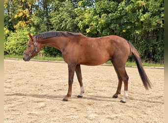 Oldenburger, Wallach, 3 Jahre, 160 cm, Dunkelfuchs