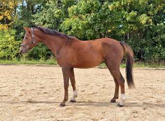 Oldenburger, Wallach, 3 Jahre, 160 cm, Dunkelfuchs