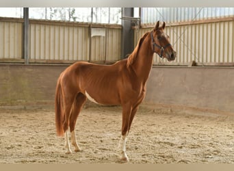 Oldenburger, Wallach, 3 Jahre, 160 cm, Fuchs