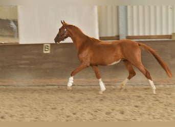 Oldenburger, Wallach, 3 Jahre, 160 cm, Fuchs
