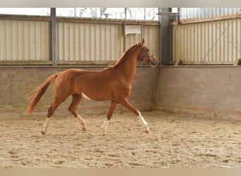 Oldenburger, Wallach, 3 Jahre, 160 cm, Fuchs
