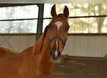 Oldenburger, Wallach, 3 Jahre, 160 cm, Fuchs