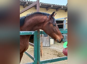 Oldenburger, Wallach, 3 Jahre, 162 cm, Brauner
