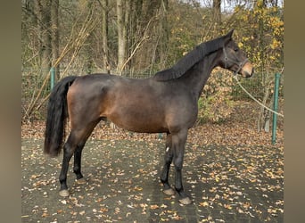 Oldenburger, Wallach, 3 Jahre, 162 cm, Dunkelbrauner