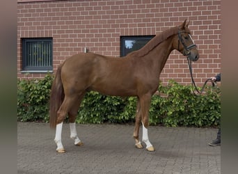 Oldenburger, Wallach, 3 Jahre, 162 cm, Fuchs