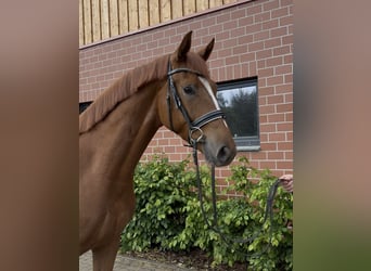 Oldenburger, Wallach, 3 Jahre, 162 cm, Fuchs