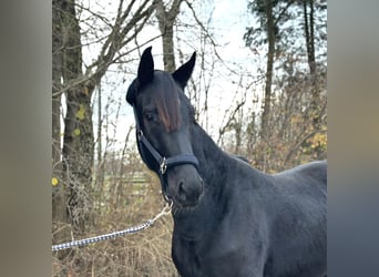 Oldenburger, Wallach, 3 Jahre, 162 cm, Rappe