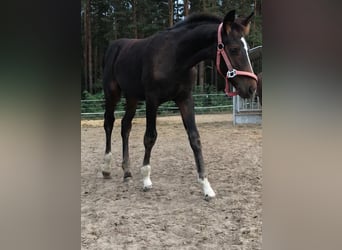 Oldenburger, Wallach, 3 Jahre, 163 cm, Brauner