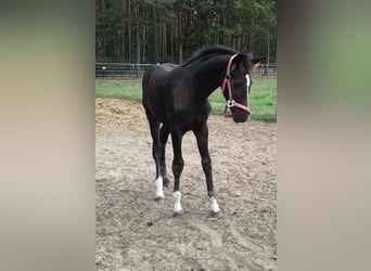 Oldenburger, Wallach, 3 Jahre, 163 cm, Brauner