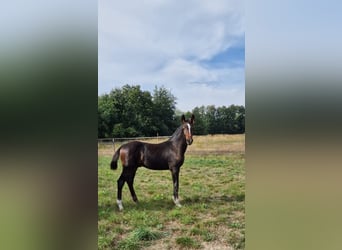 Oldenburger, Wallach, 3 Jahre, 163 cm, Brauner