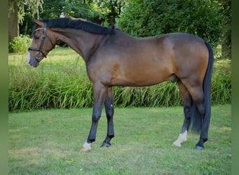 Oldenburger, Wallach, 3 Jahre, 163 cm, Brauner