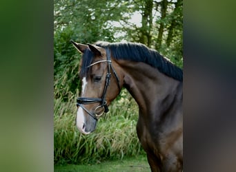 Oldenburger, Wallach, 3 Jahre, 163 cm, Brauner