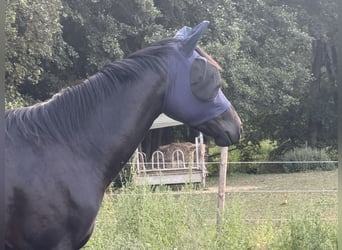 Oldenburger, Wallach, 3 Jahre, 163 cm, Rappe