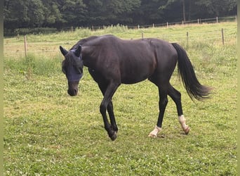 Oldenburger, Wallach, 3 Jahre, 163 cm, Rappe