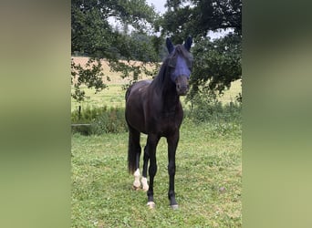 Oldenburger, Wallach, 3 Jahre, 163 cm, Rappe
