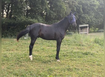 Oldenburger, Wallach, 3 Jahre, 163 cm, Rappe